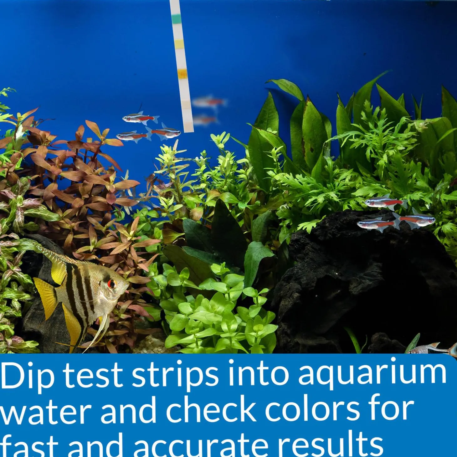 5 in 1 Aquarium Test Strips
