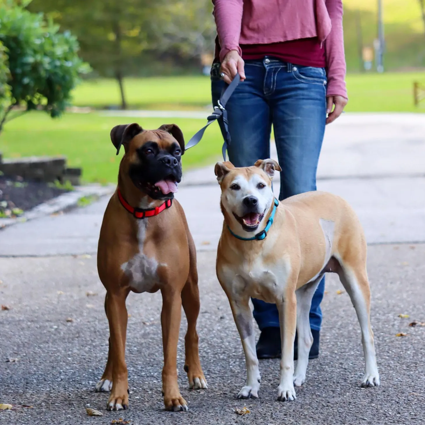Adjustable 2 Dog Walker Dog Leash 1in Black