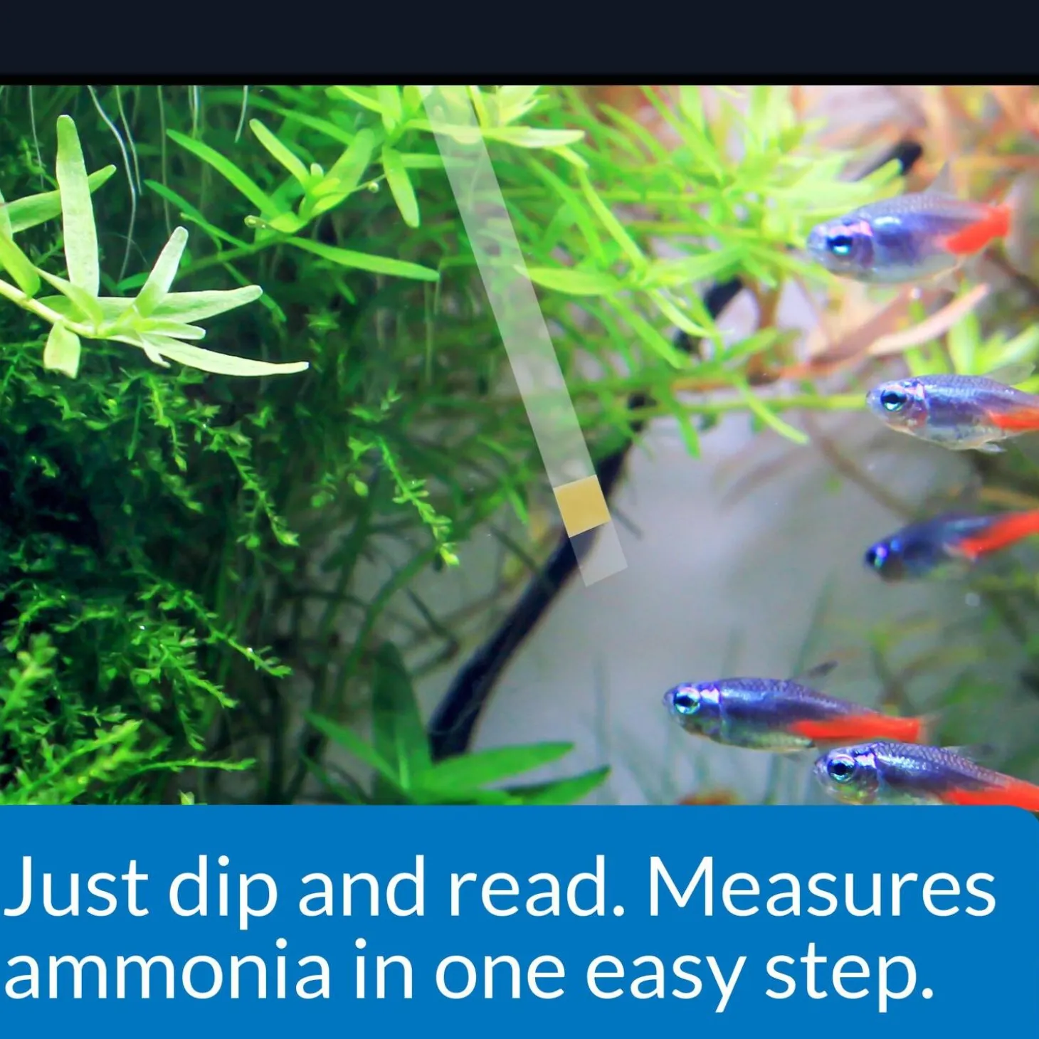 Ammonia Test Strips for Freshwater and Saltwater Aquariums