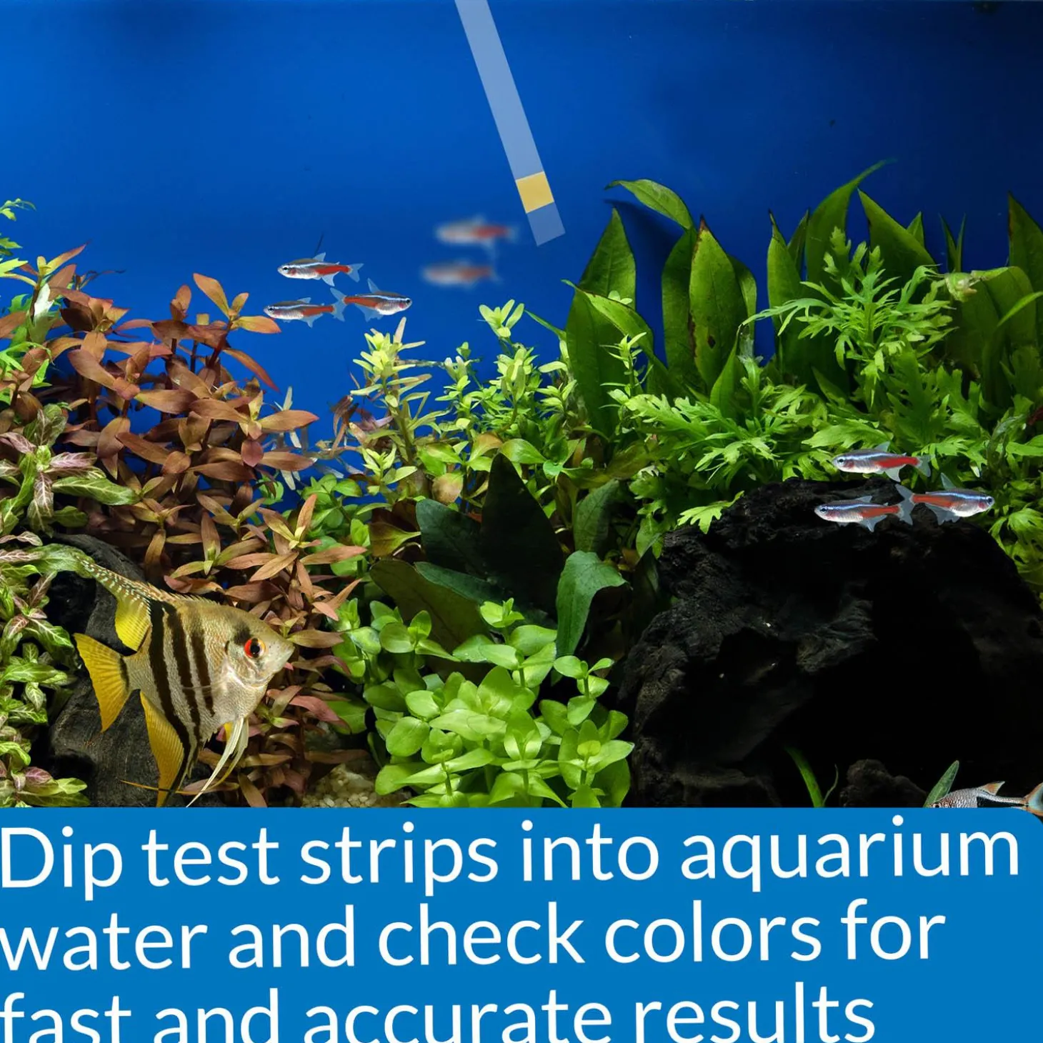 Ammonia Test Strips for Freshwater and Saltwater Aquariums