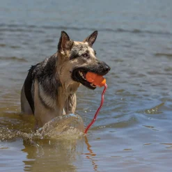 Aqua Dog Toy