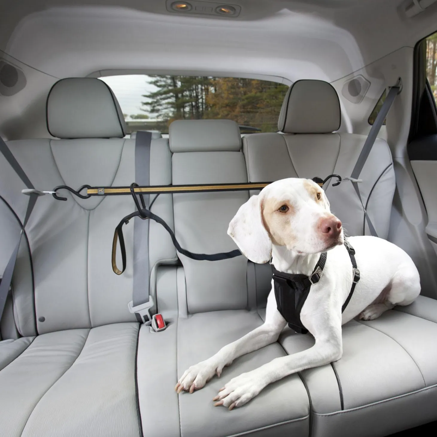 Auto Zip Line With Leash