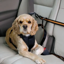 Auto Zip Line With Leash