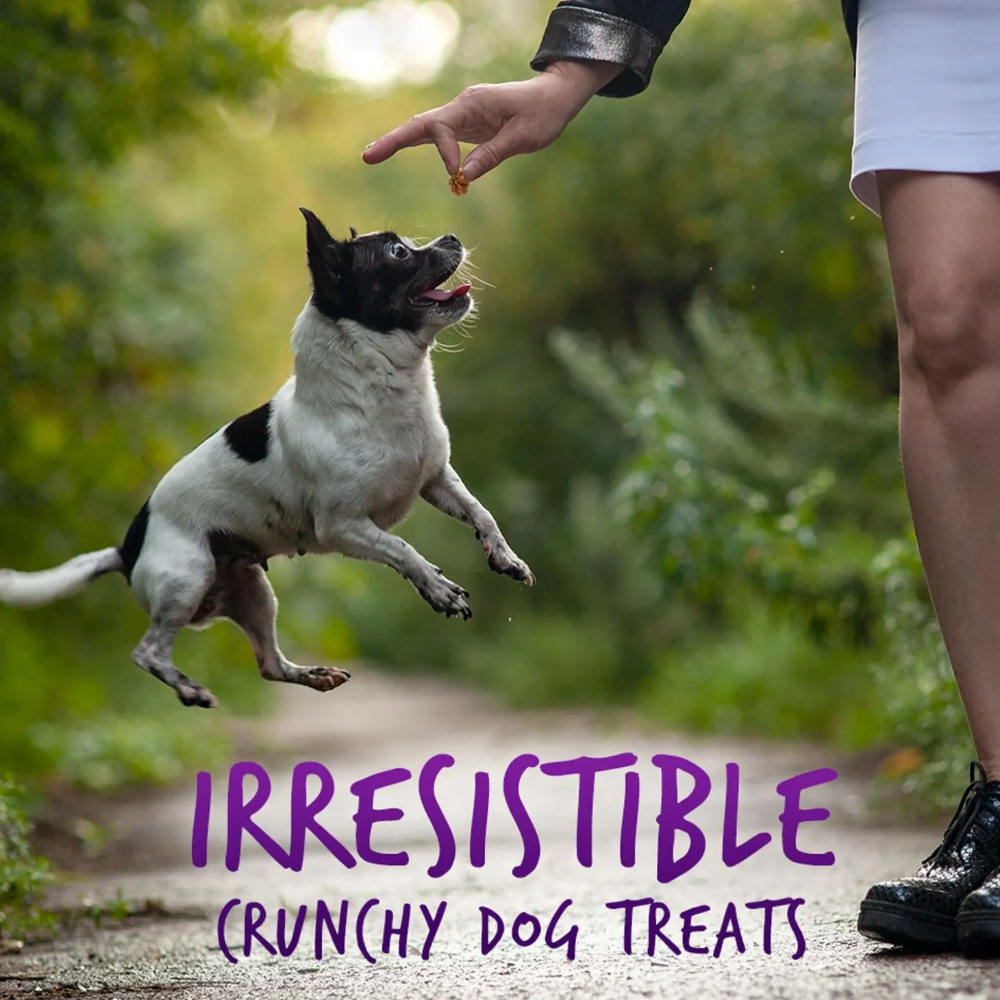 Baked Pumpkin & Blueberry Flavour Dog Treats