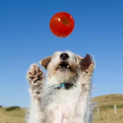 Ball Dog Toy