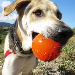 Ball Dog Toy