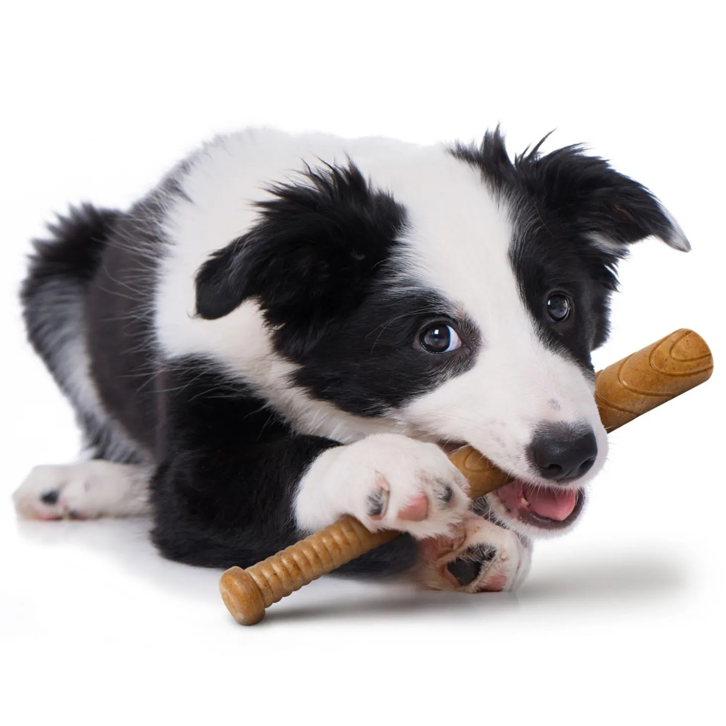 Baseball Bat Dog Toy