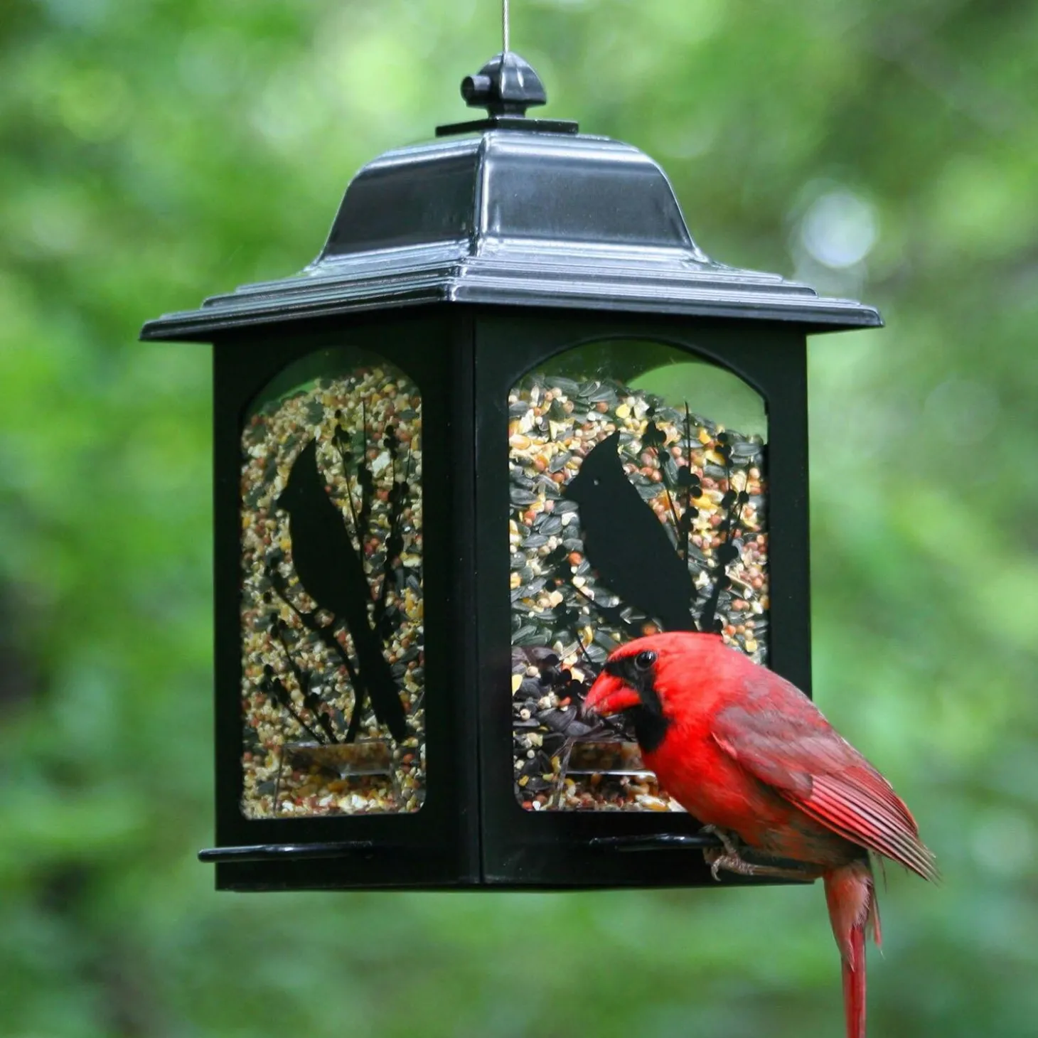 Birds & Berries Lantern Wild Bird Feeder