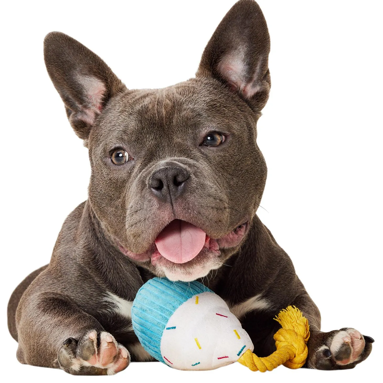 Birthday Cupcake Dog Toy