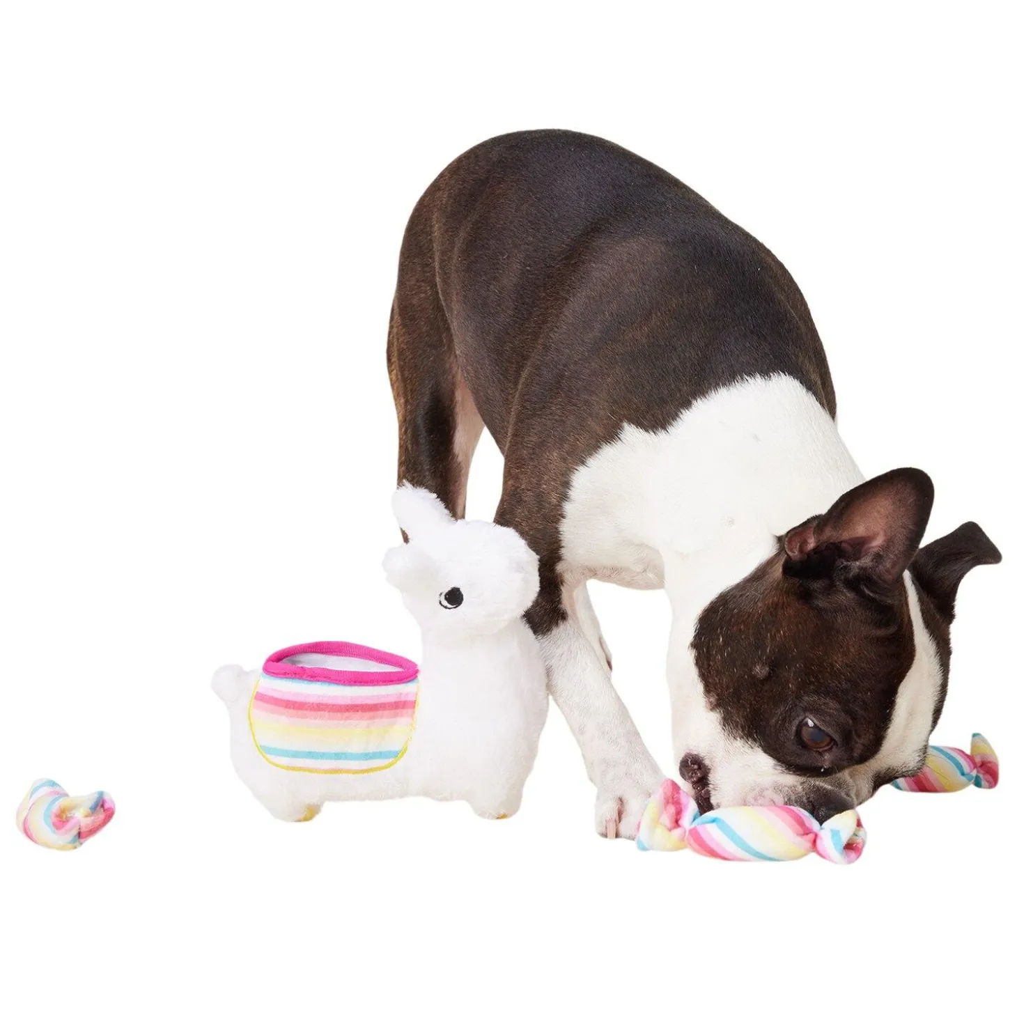 Birthday Pinata Dog Toy