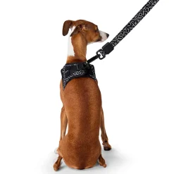 Black & White Dog Leash