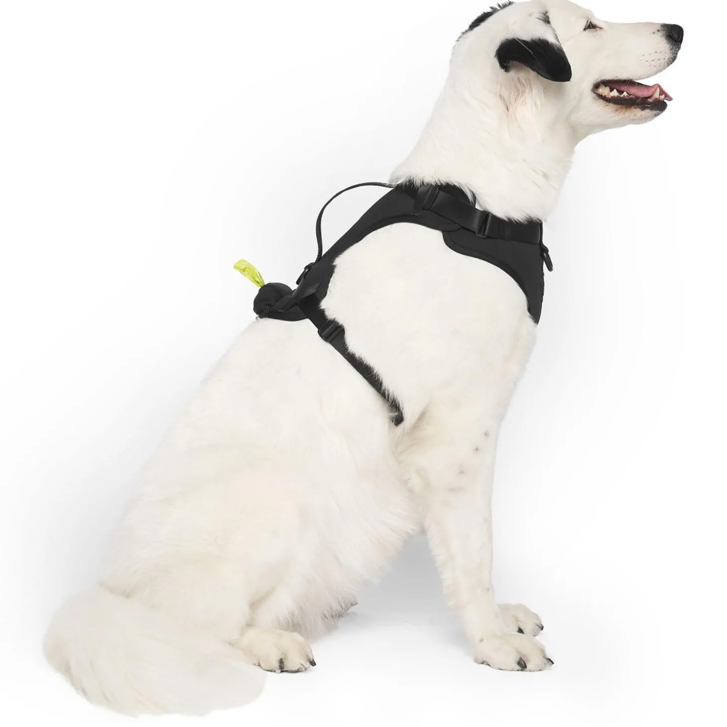 Black Neoprene Dog Harness