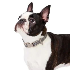 Bone Reflective Cushion Neoprene Padded Dog Collar