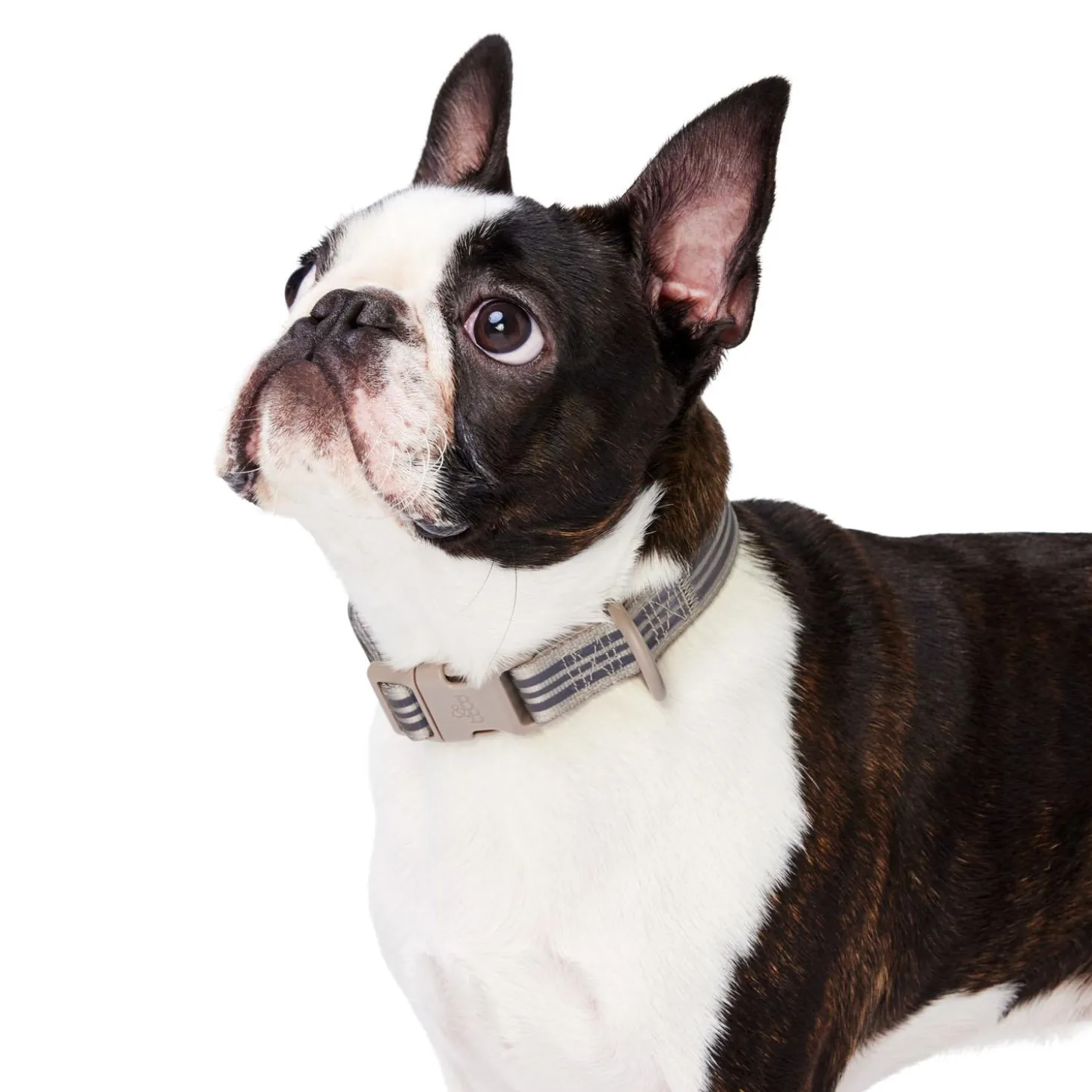 Bone Reflective Cushion Neoprene Padded Dog Collar