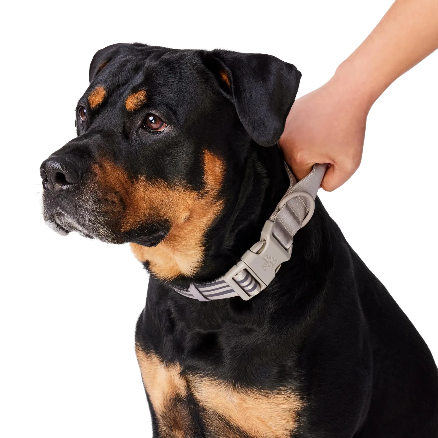 Bone Reflective Cushion Neoprene Padded Dog Collar