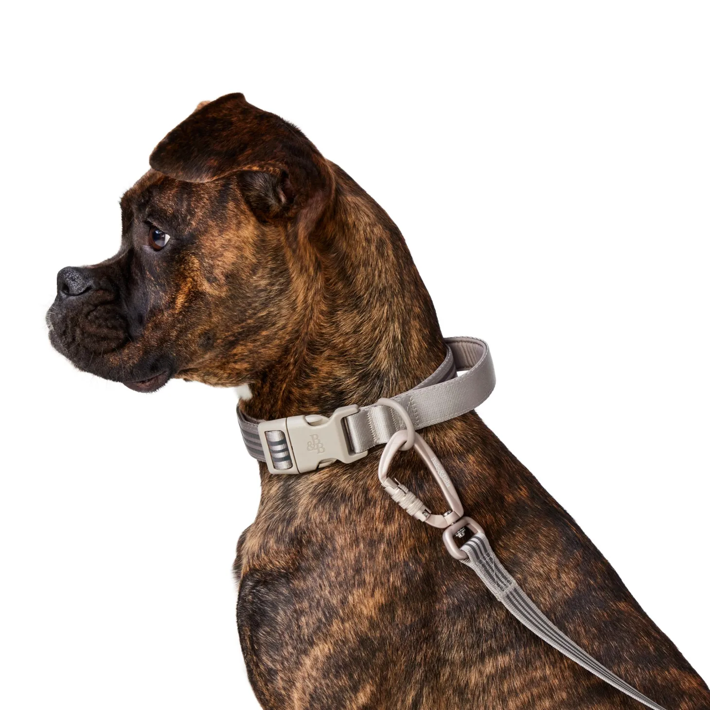 Bone Reflective Cushion Neoprene Padded Dog Collar