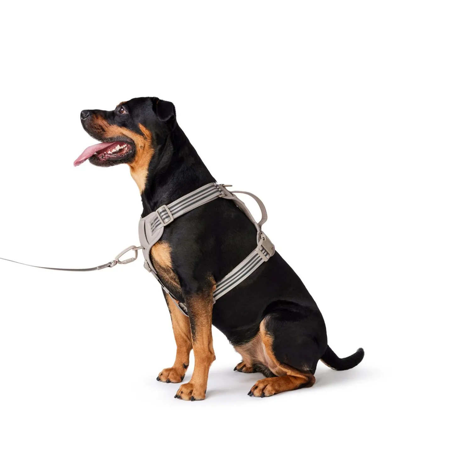 Bone Reflective Cushion Neoprene Padded Dog Harness