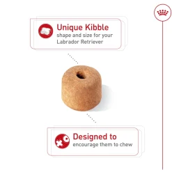 Breed Health Nutrition Labrador Retriever Adult Dog Food