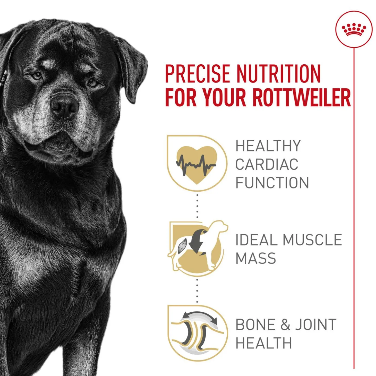 Breed Health Nutrition Rottweiler Adult Dog Food