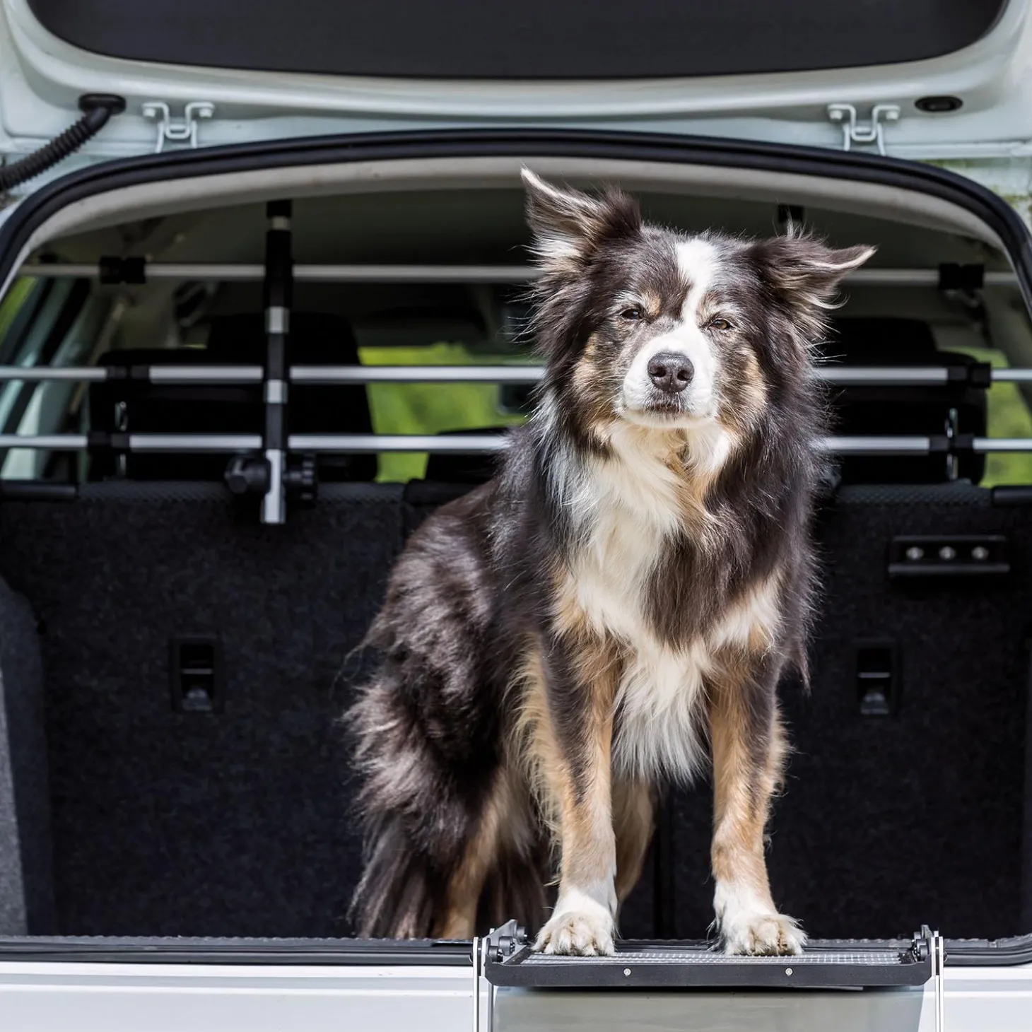 Car Dog Grid with Head Rest
