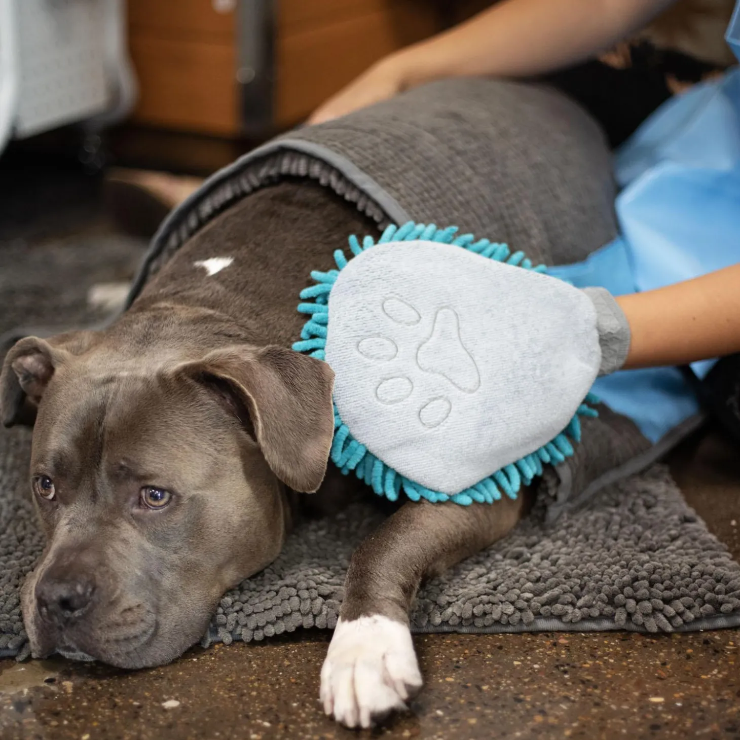 Chenille Grooming Dog Mitt