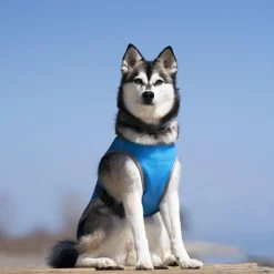 Chill Seeker Blue Cooling Vest