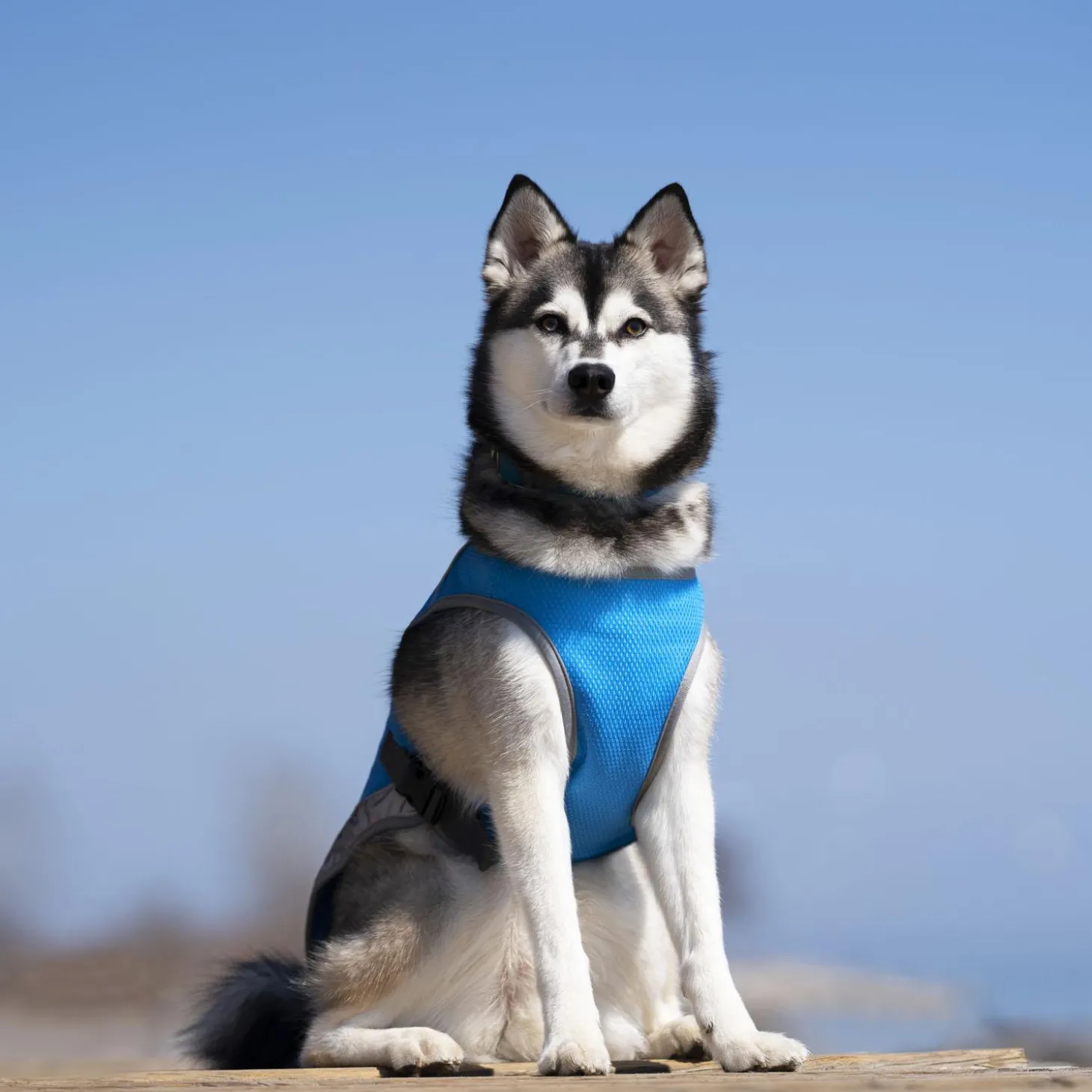 Chill Seeker Blue Cooling Vest