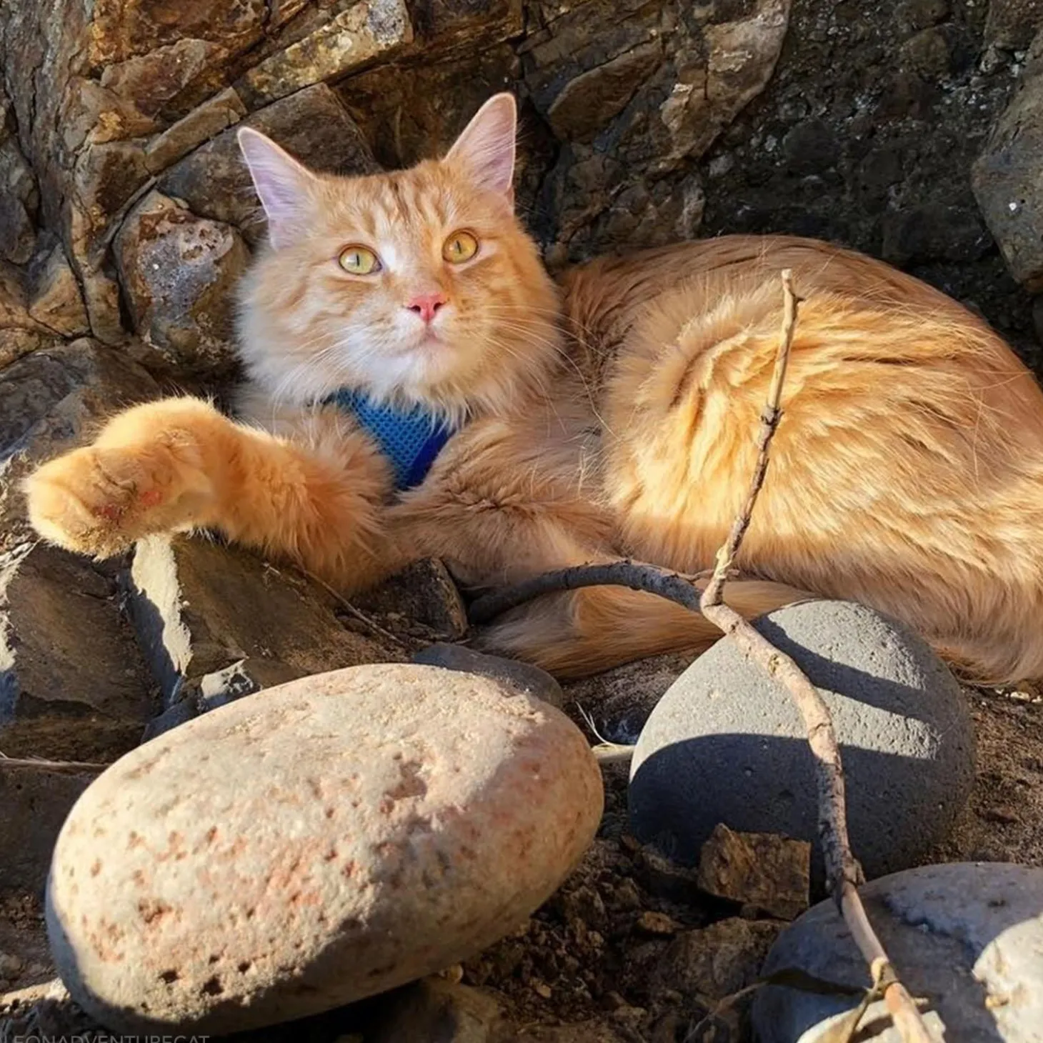 Comfort Soft Adjustable Blue Lagoon Mesh Cat Harness & Leash