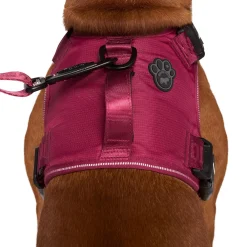 Complete Control Plum Dog Harness