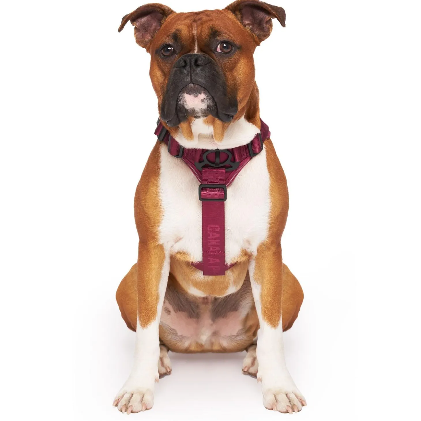 Complete Control Plum Dog Harness