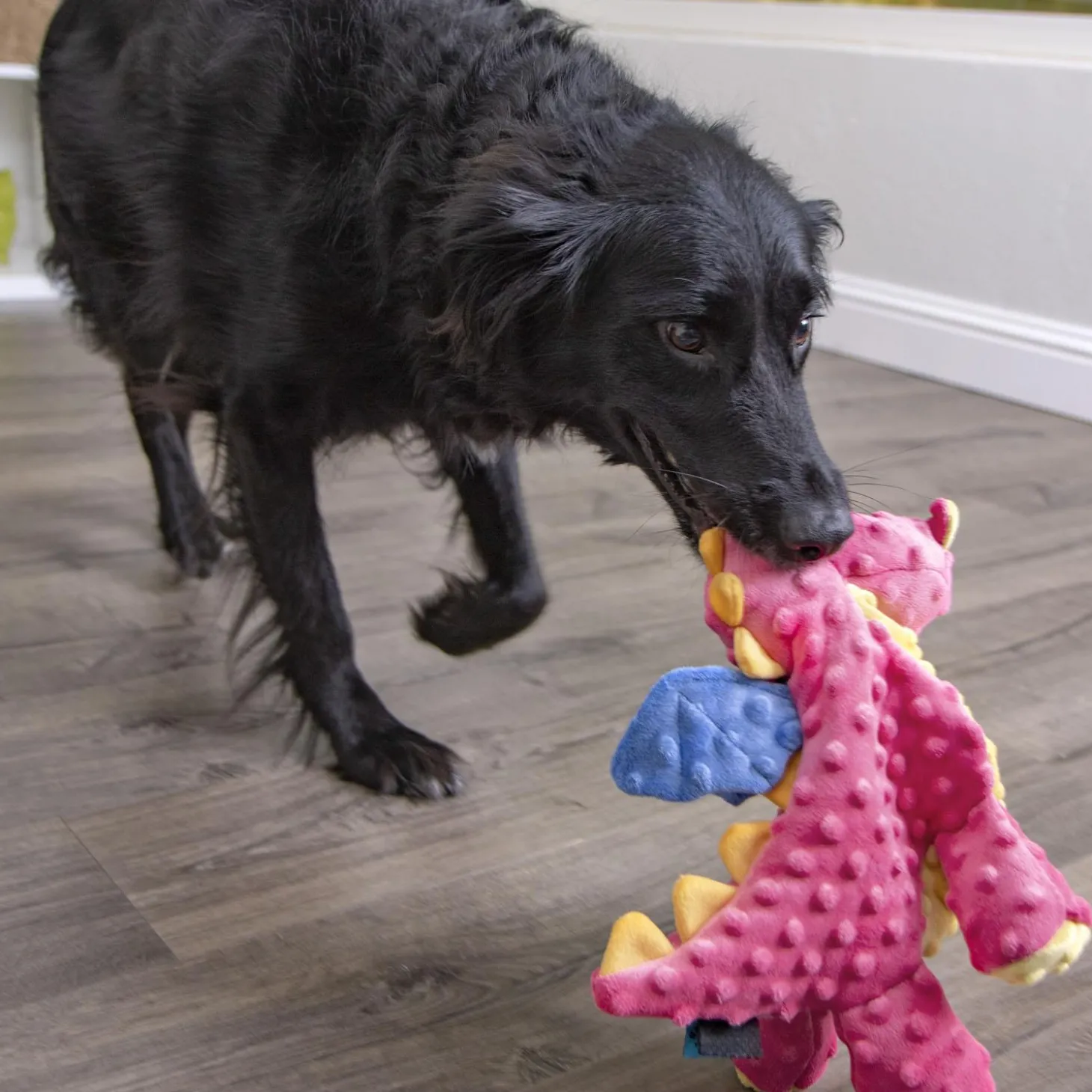Coral Dragon Dog Toy