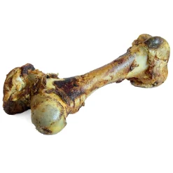 Cured Dino Bone