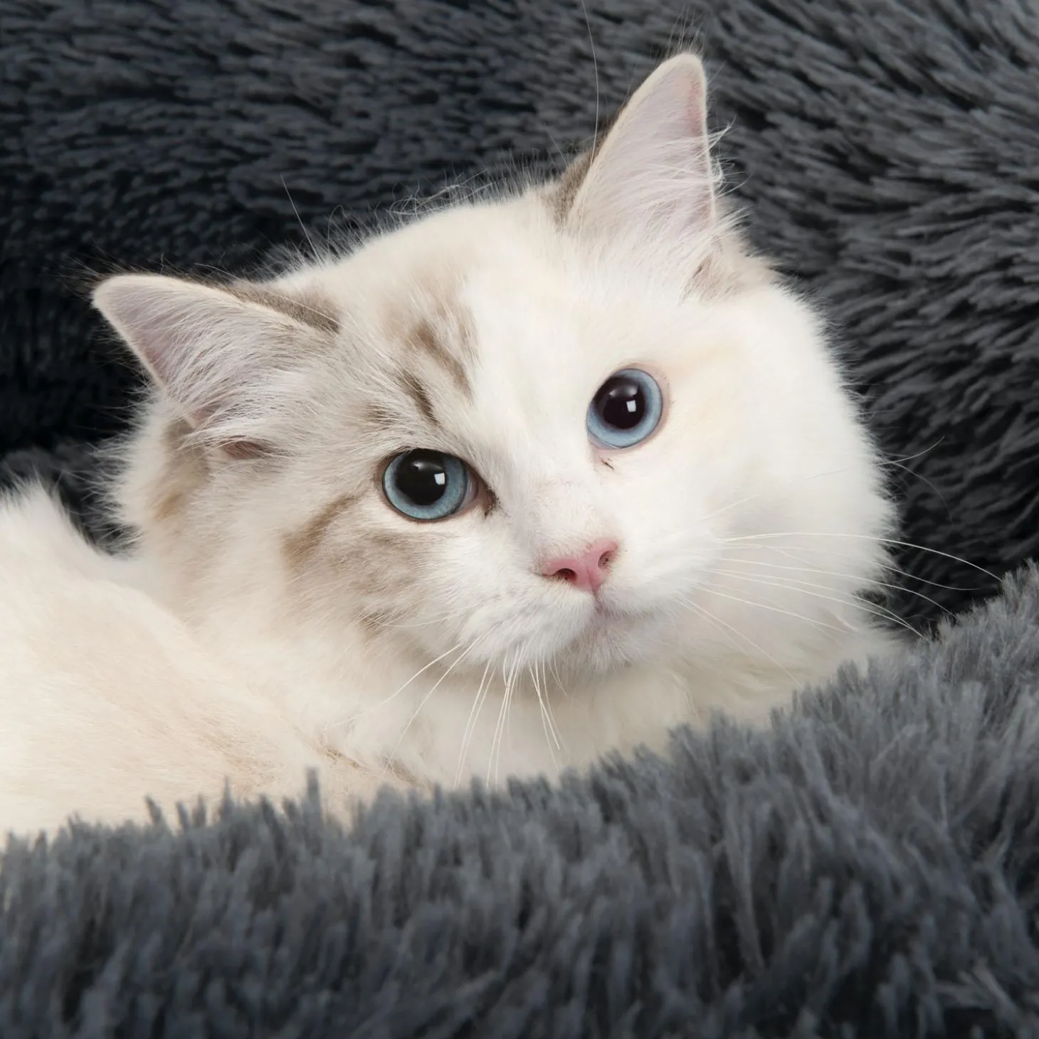 Dark Grey Fluffy Bed