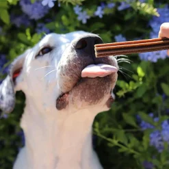 Dental Care Salmon Sticks Medium-Large Dog Treats