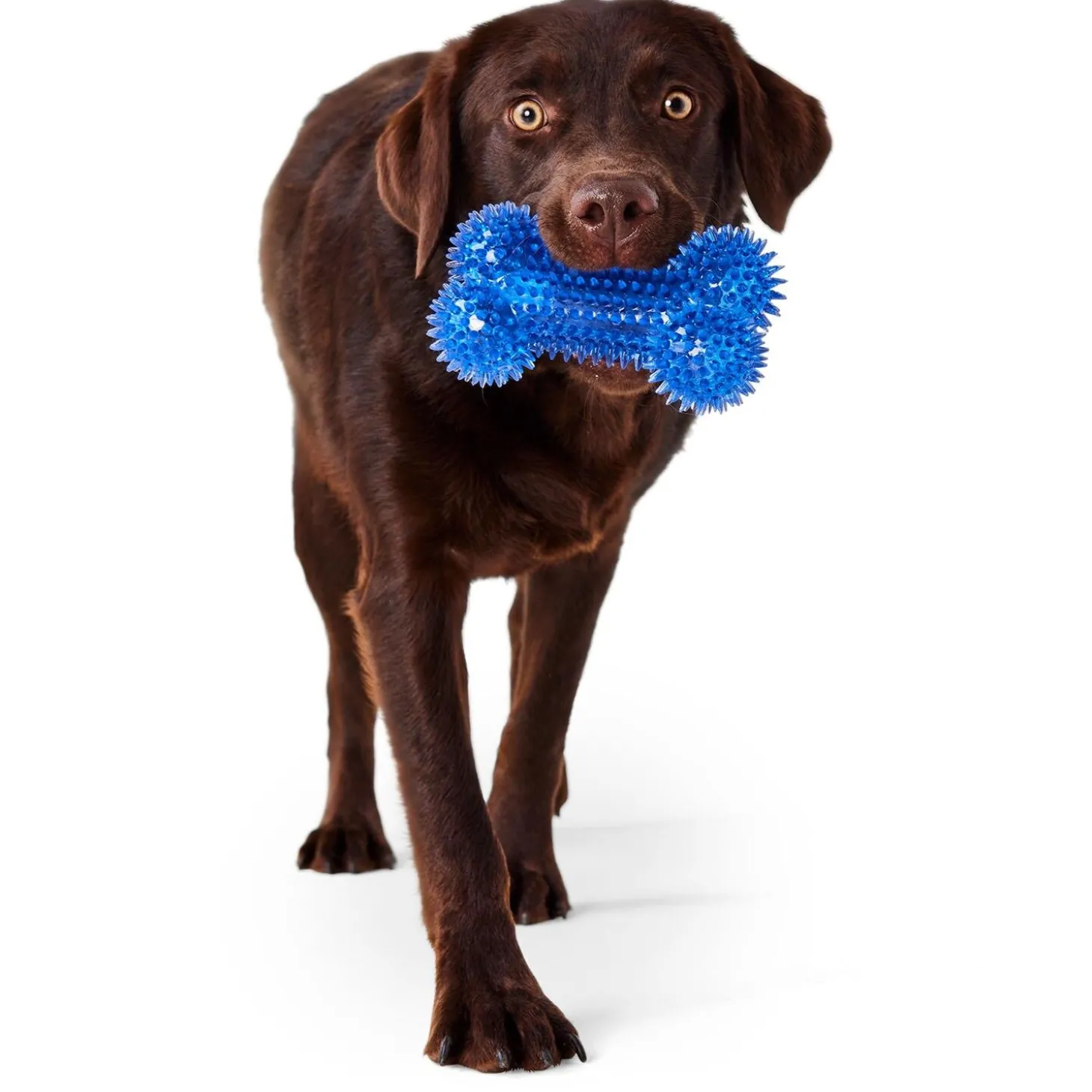 Dental Squeaker Bone Blue Dog Toy