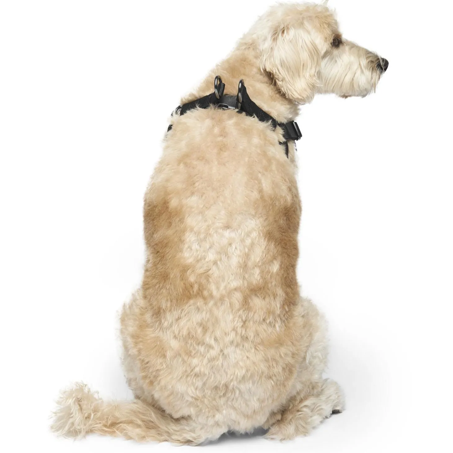 Easy-On Step-In Black Dog Harness