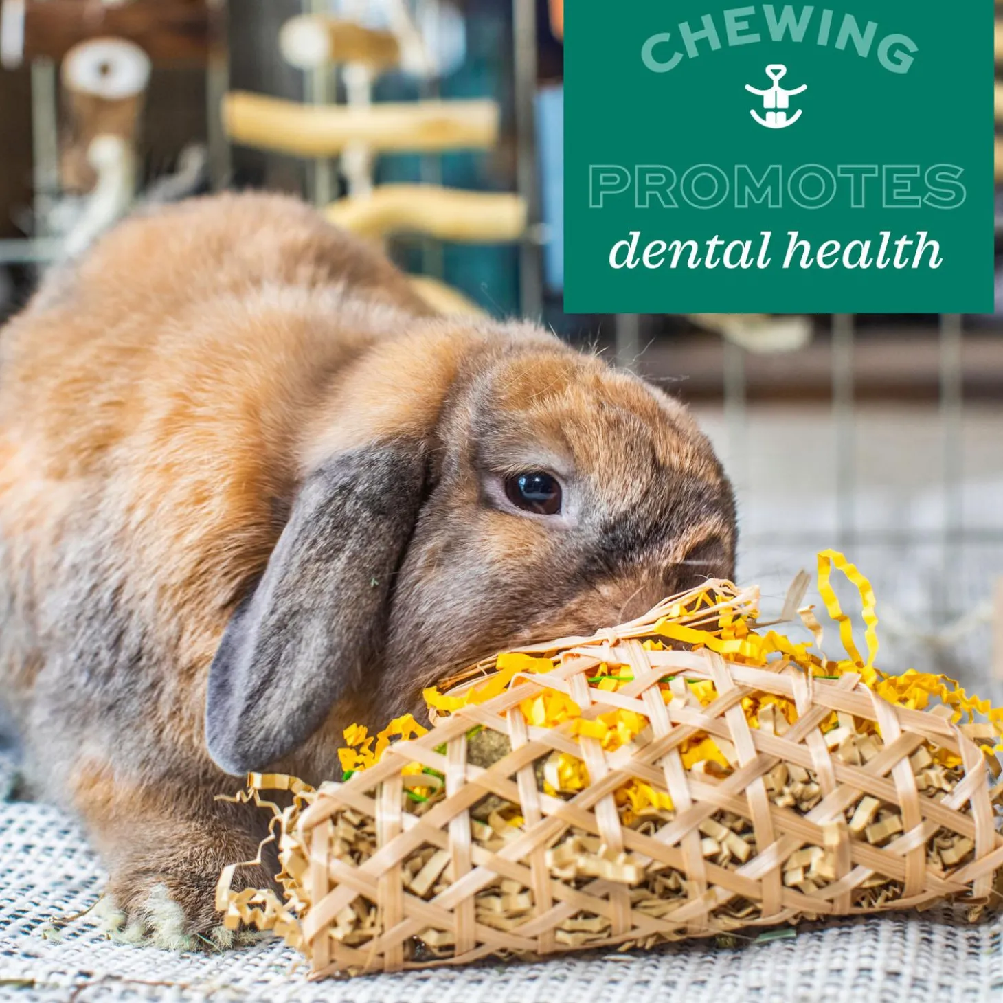 Enriched Life Apple Stick Bouquet Small Animal Toy