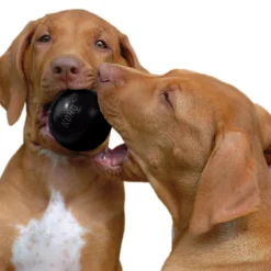 Extreme Ball Dog Toy