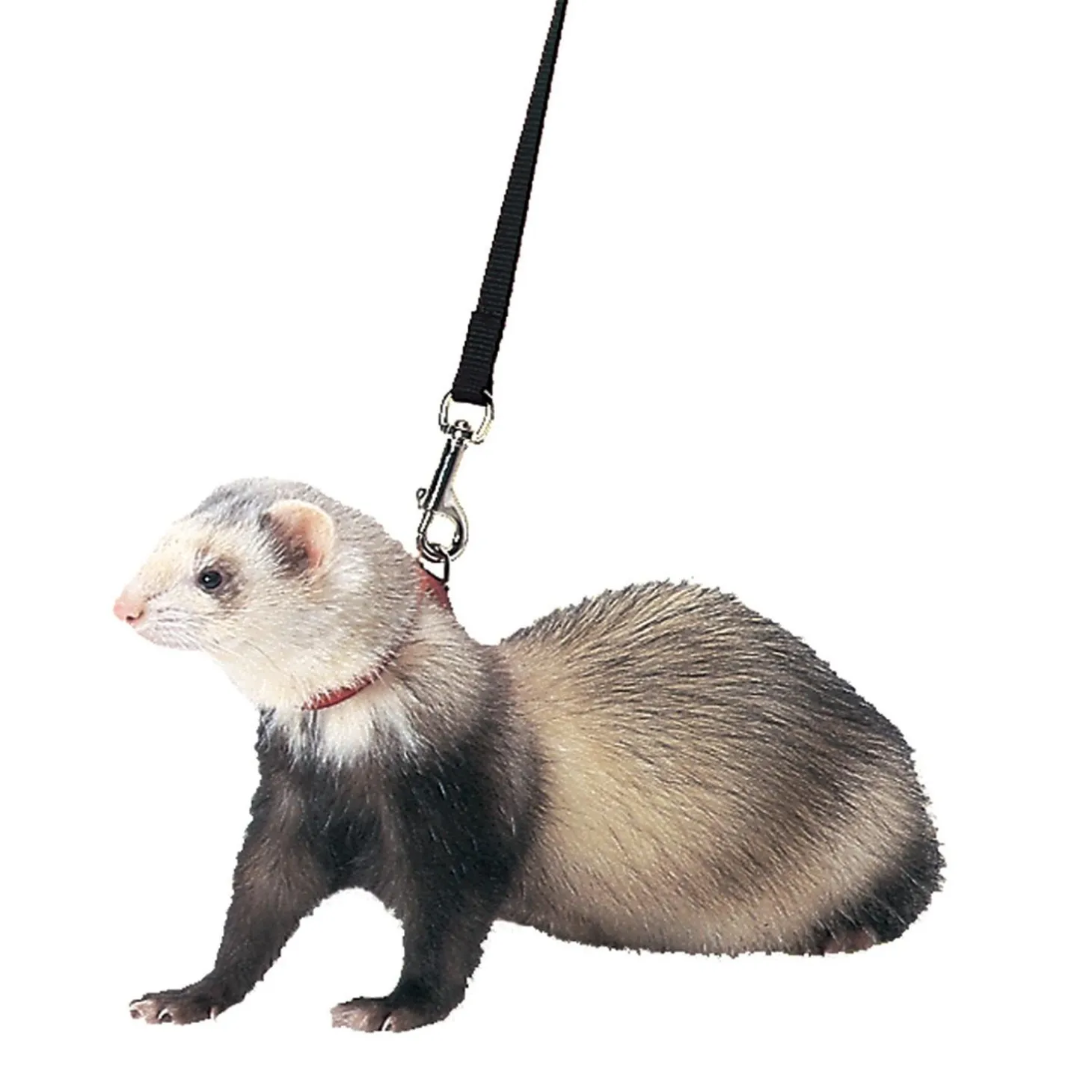 Ferret Harness & Lead in Black