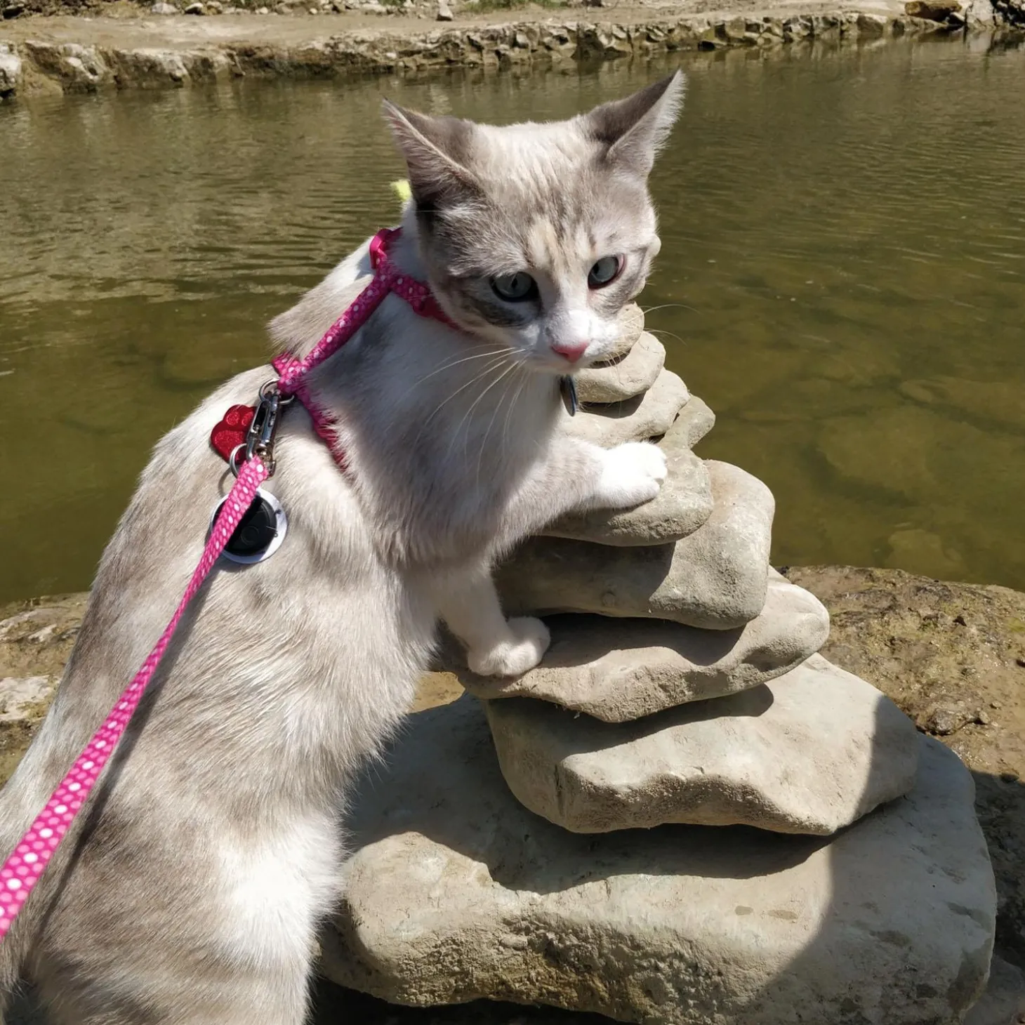 Figure H Adjustable Pink Ombre Cat Harness & Leash Combo