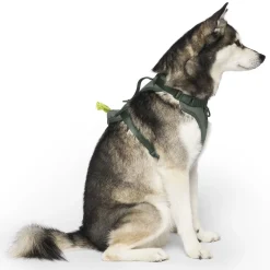 Forest Green Neoprene Dog Harness