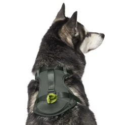 Forest Green Neoprene Dog Harness