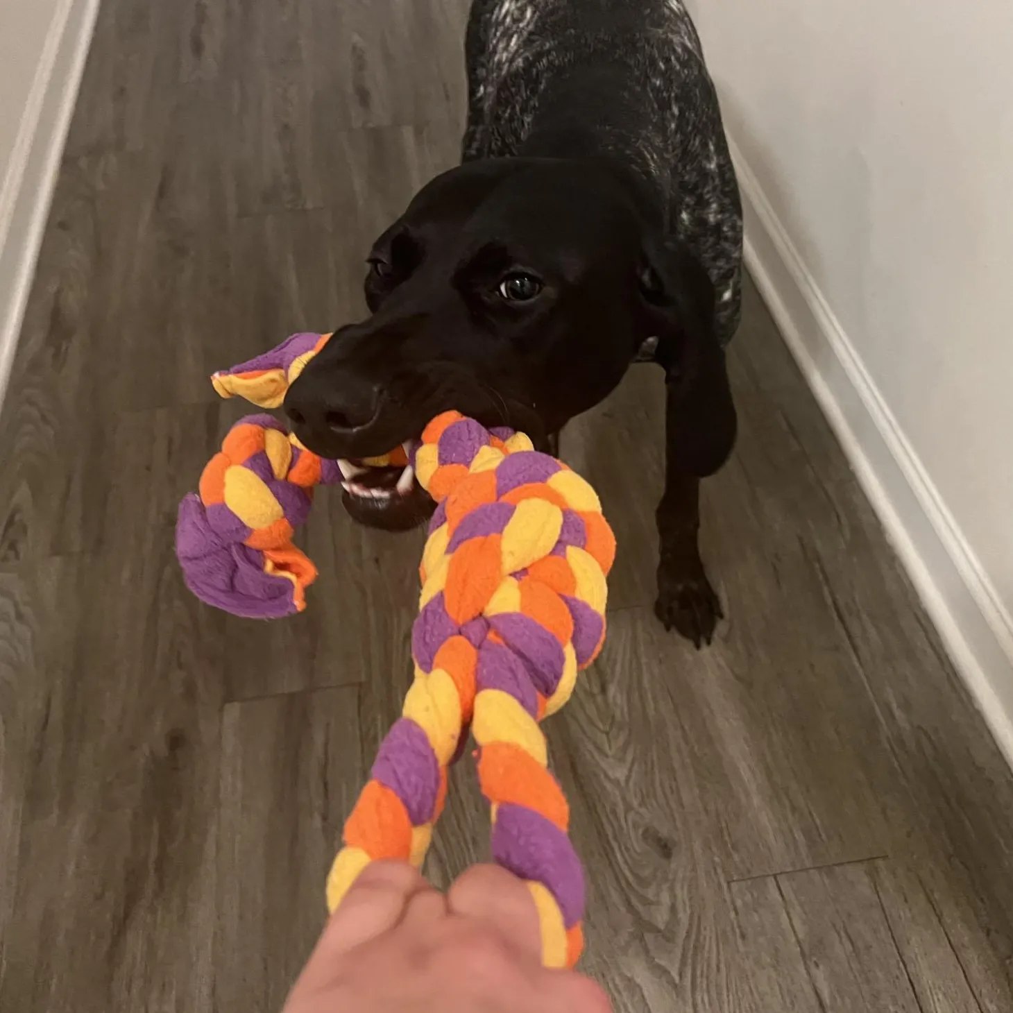 Goat Braided Soft Tug Dog Toy