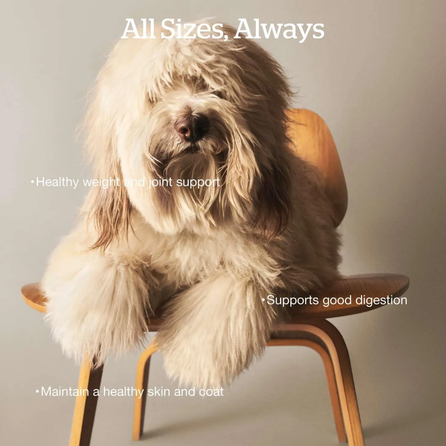 Grain-Free Lamb & Pork Recipe Adult Dog Food