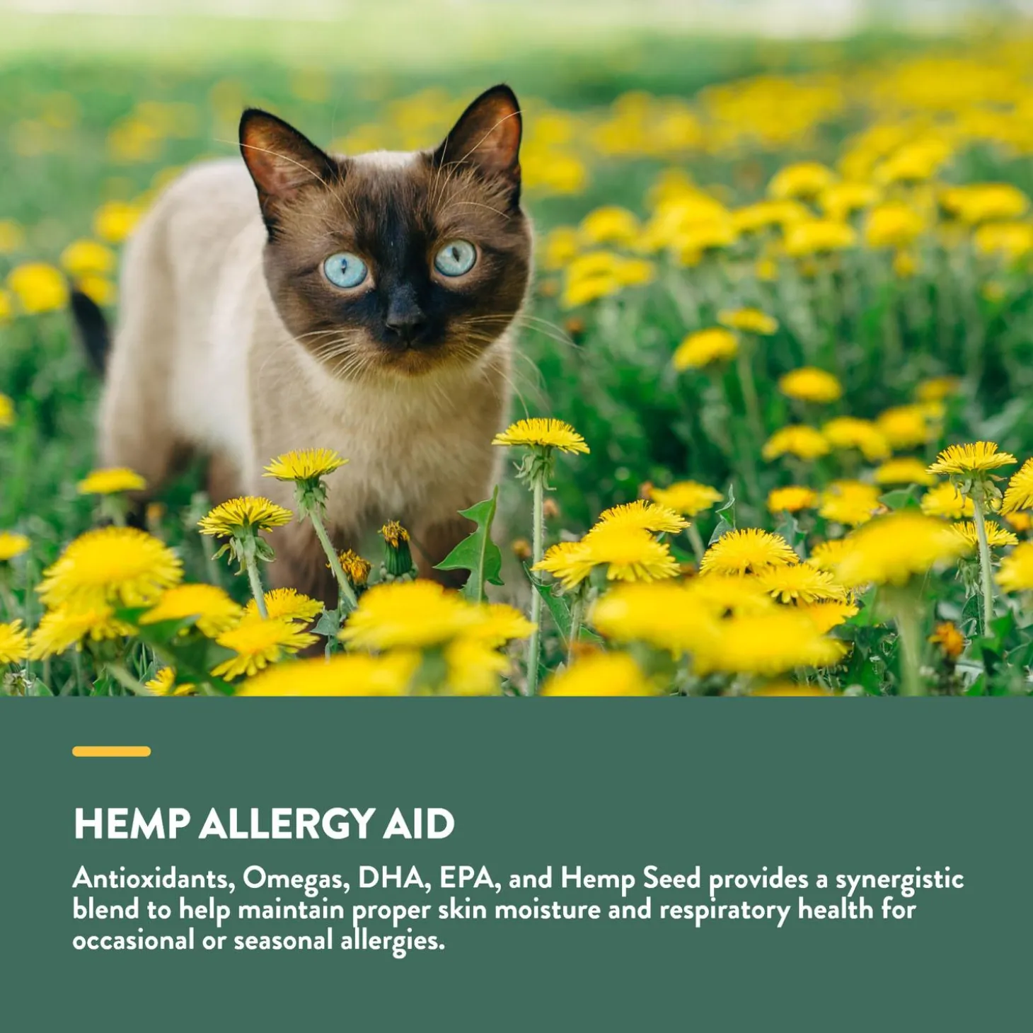 Hemp Allergy Aid Soft Chews for Cats