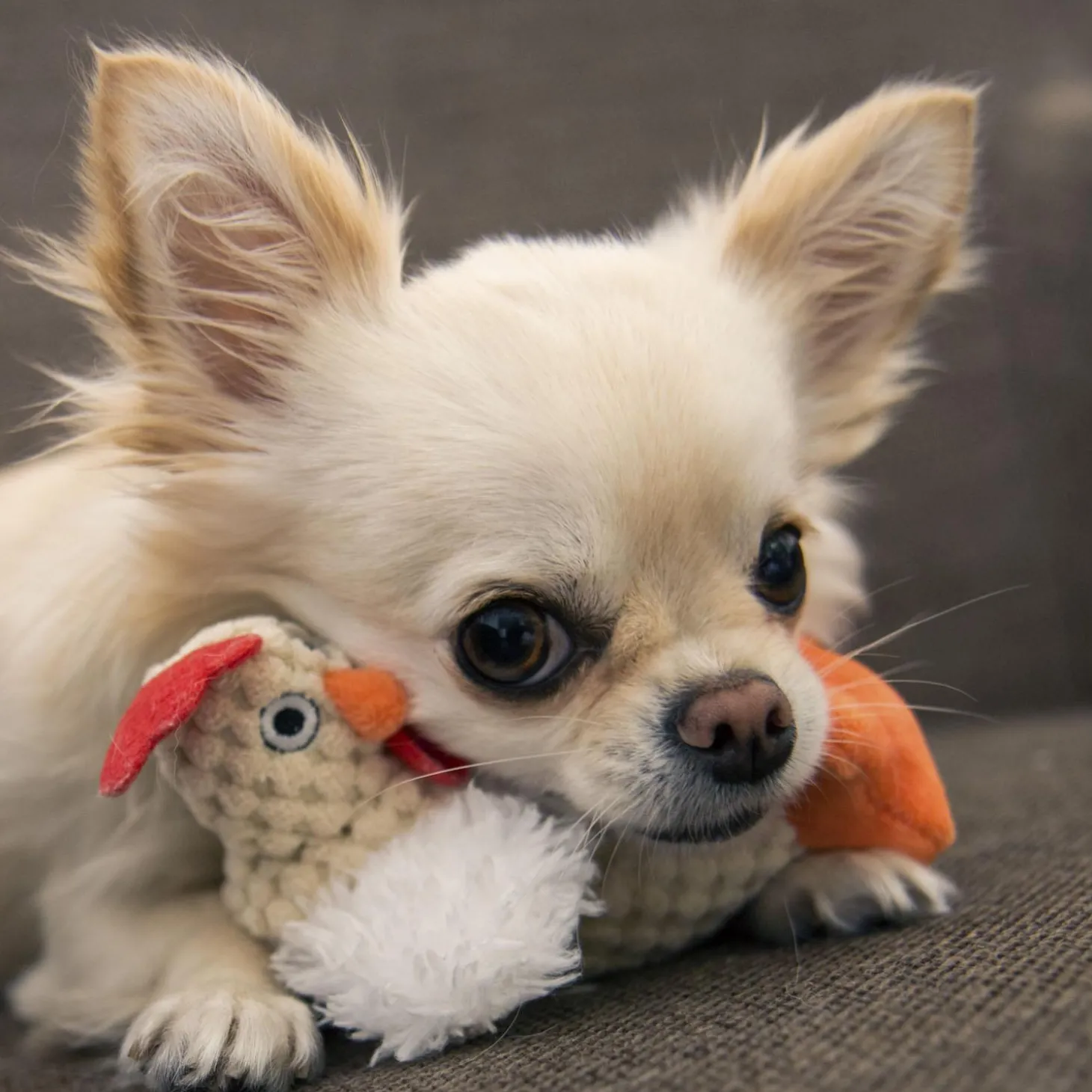 Just For Me White Rooster Dog Toy