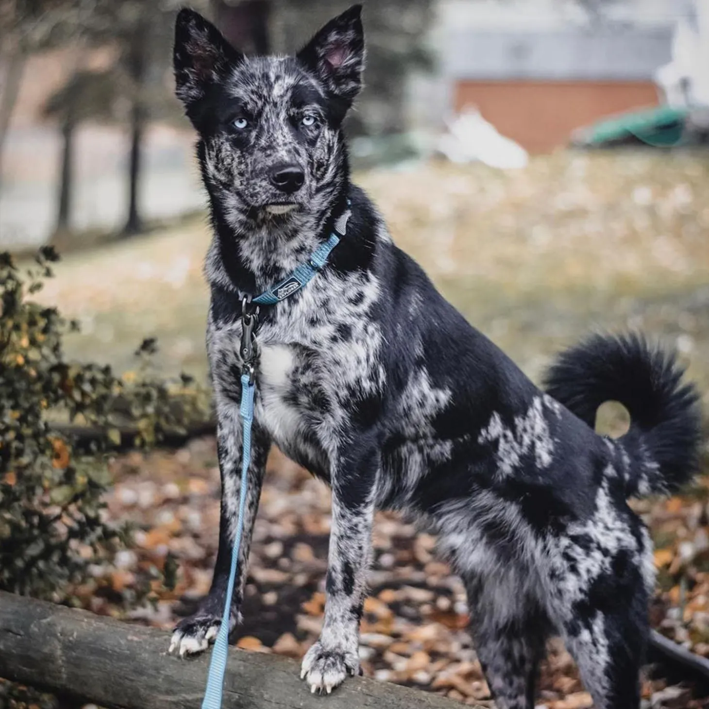 K9 Explorer Brights Reflective Adjustable Dog Collar Grey