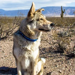 K9 Explorer Reflective Adjustable Dog Collar Blue