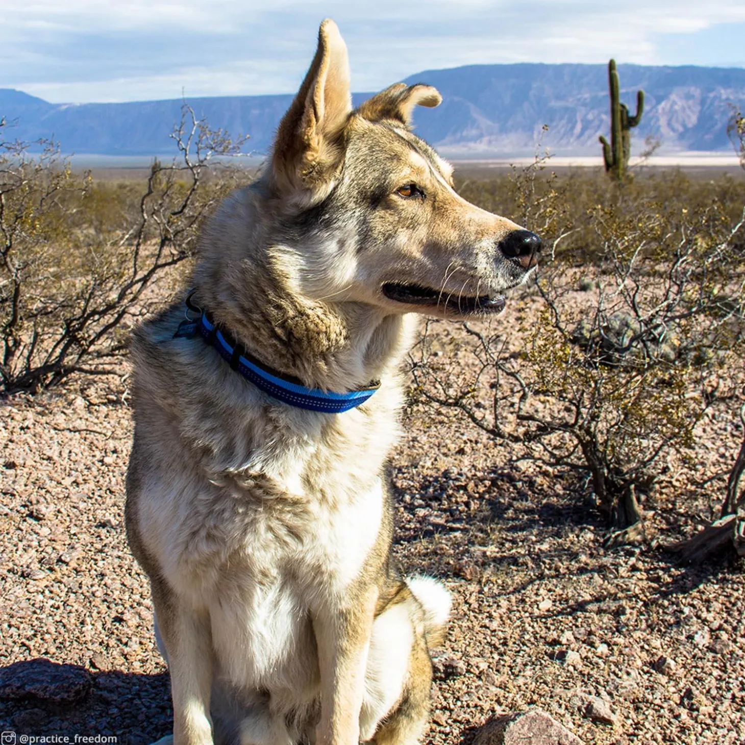 K9 Explorer Reflective Adjustable Dog Collar Blue