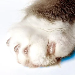 Kitten Clear Nail Caps Take Home Kit